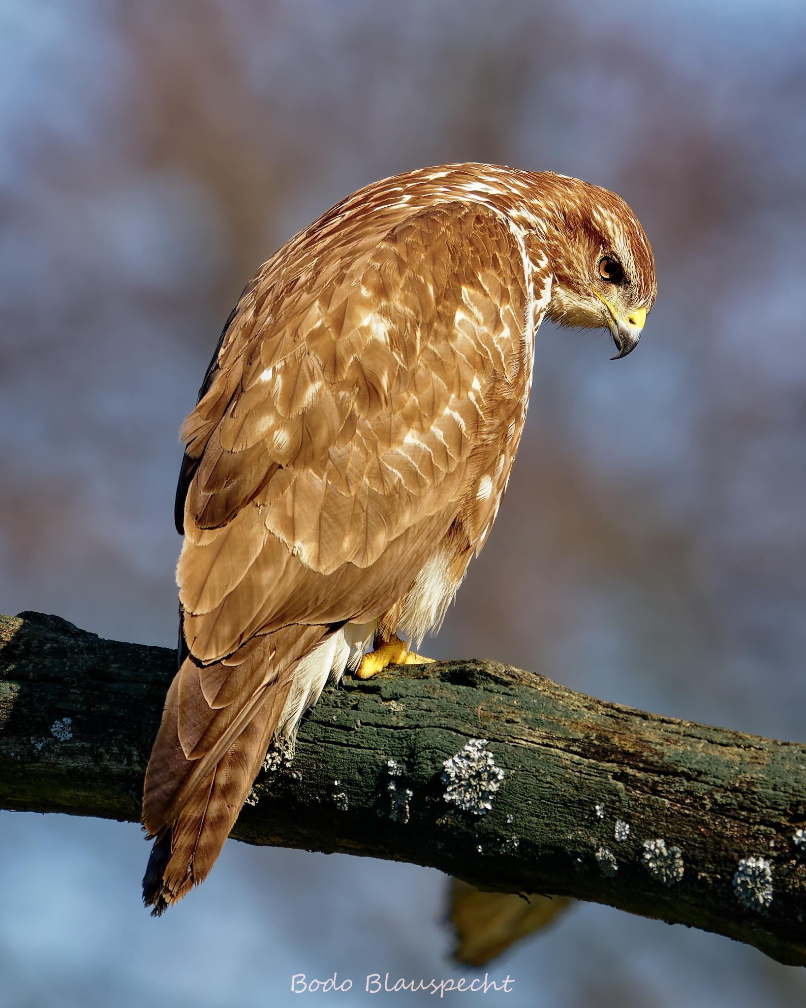 Mäusebussard